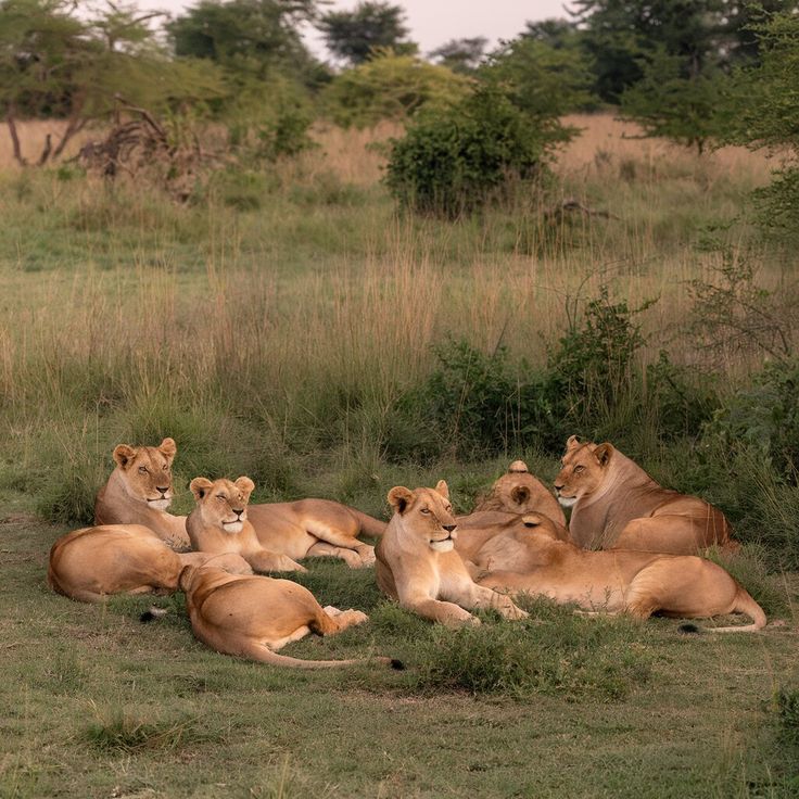 A pride of lions in Akagera National Park