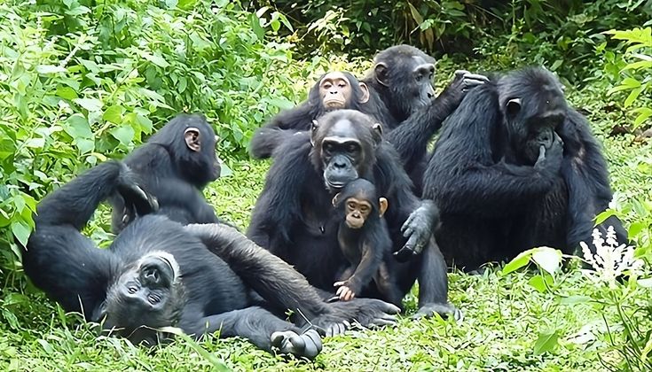 Chimpanzee trekking in Nyungwe National Park