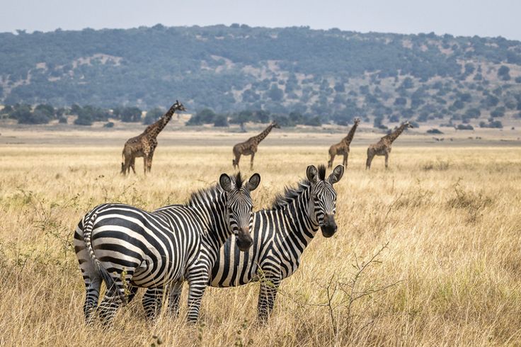 Zebras and giraffes standing in bare space in akagera national park