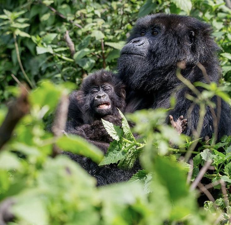 Gorillas in Volcanoes National Park