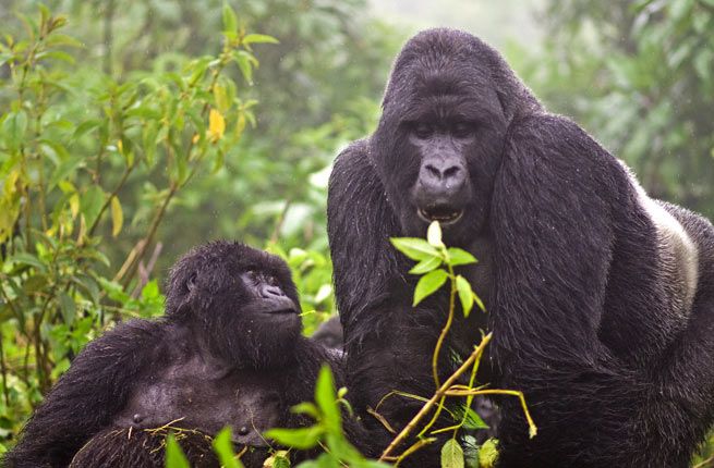 Two gorillas in volcanoes national park